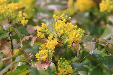 Yellow flowers of Mahonia aquifolium on a blurred background in the park in spring	