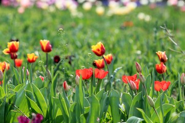 Multicolored tulips in a flower bed on a blurred background