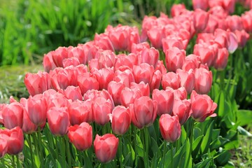 Pink tulips in a flower bed on a blurred background