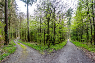 Fototapeta na wymiar Wald und Wirtschaftsweg im Mischwald