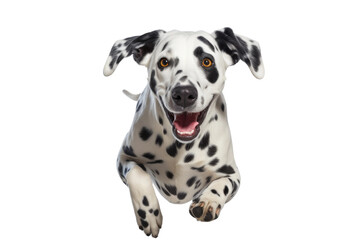Serene Dalmatian: Laid-back, Smiling Canine Companion. White or PNG Transparent Background.
