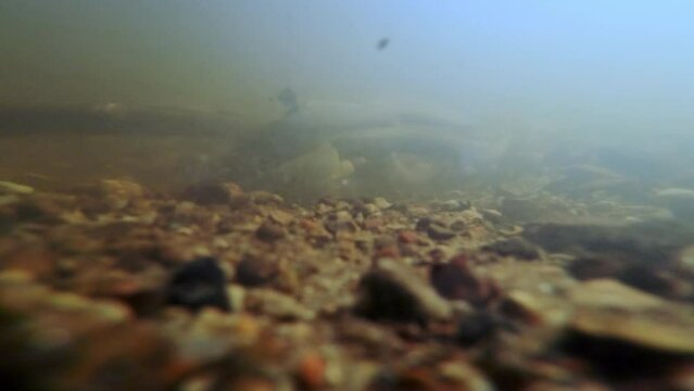 Underwater footage. Close-up of Spawning River lamprey.