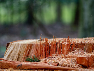 Baumstumpf im Wald