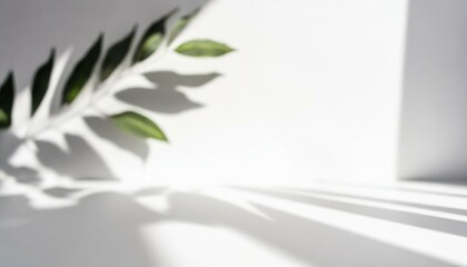 Gentle Whisper: Blurred Foliage Shadow Enhancing White Wall