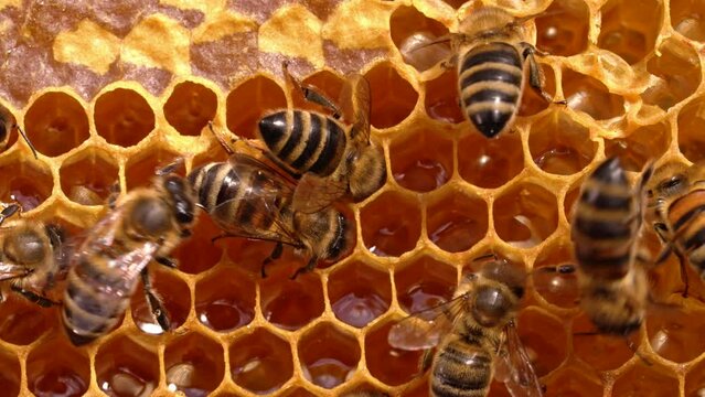 Close-Up of Worker Bees on Honeycomb