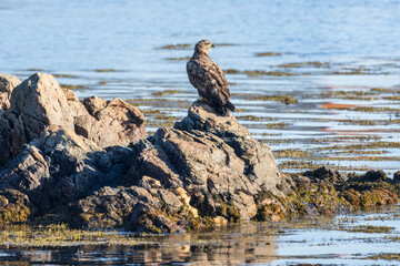 White-tailed eagle (Haliaeetus albicilla)