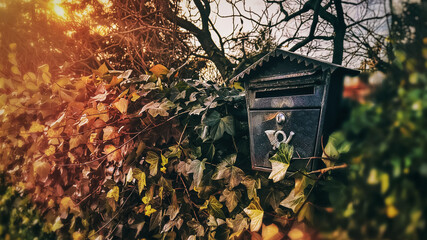 A beautiful black metal mailbox on an ivy-covered garden fence. A mailbox against a background of ivy and beautiful rays of the sun. Subject of letters and correspondence.