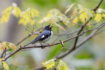 Black-throated Blue Warbler