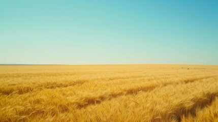 Obraz premium golden wheat field