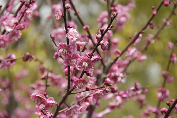 The Charm of Sakura Blooms, Mesmerizing Cherry Blossom Scenes, Harmony in Bloom, Pink Petals