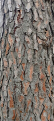 pine tree bark texture | natural texture closeup stock photo.