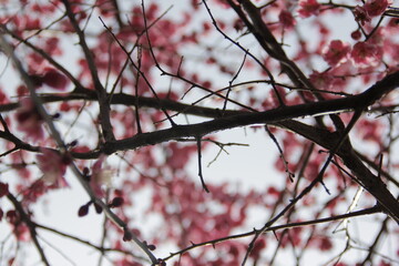 The Charm of Sakura Blooms, Mesmerizing Cherry Blossom Scenes, Harmony in Bloom, Pink Petals