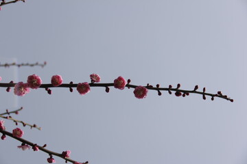 The Charm of Sakura Blooms, Mesmerizing Cherry Blossom Scenes, Harmony in Bloom, Pink Petals