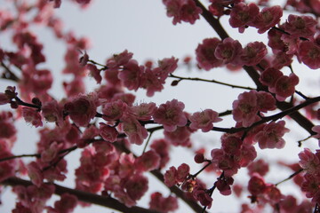 The Charm of Sakura Blooms, Mesmerizing Cherry Blossom Scenes, Harmony in Bloom, Pink Petals