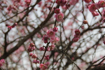 The Charm of Sakura Blooms, Mesmerizing Cherry Blossom Scenes, Harmony in Bloom, Pink Petals