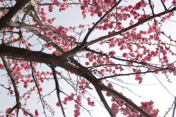 The Charm of Sakura Blooms, Mesmerizing Cherry Blossom Scenes, Harmony in Bloom, Pink Petals