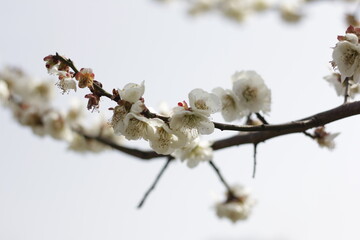 The Charm of Sakura Blooms, Mesmerizing Cherry Blossom Scenes, Harmony in Bloom, Pink Petals