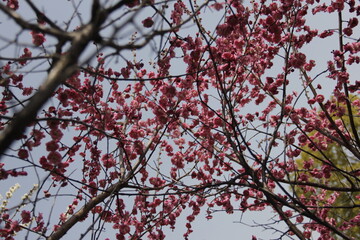 The Charm of Sakura Blooms, Mesmerizing Cherry Blossom Scenes, Harmony in Bloom, Pink Petals