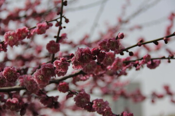 The Charm of Sakura Blooms, Mesmerizing Cherry Blossom Scenes, Harmony in Bloom, Pink Petals
