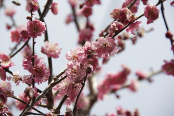 The Charm of Sakura Blooms, Mesmerizing Cherry Blossom Scenes, Harmony in Bloom, Pink Petals