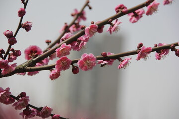 The Charm of Sakura Blooms, Mesmerizing Cherry Blossom Scenes, Harmony in Bloom, Pink Petals