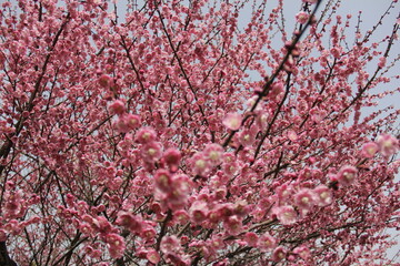 The Charm of Sakura Blooms, Mesmerizing Cherry Blossom Scenes, Harmony in Bloom, Pink Petals