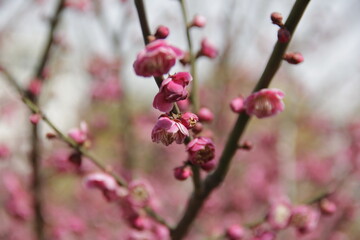Fototapeta na wymiar The Charm of Sakura Blooms, Mesmerizing Cherry Blossom Scenes, Harmony in Bloom, Pink Petals