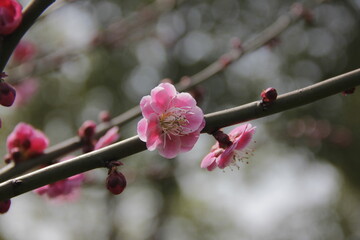 The Charm of Sakura Blooms, Mesmerizing Cherry Blossom Scenes, Harmony in Bloom, Pink Petals