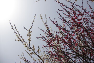 The Charm of Sakura Blooms, Mesmerizing Cherry Blossom Scenes, Harmony in Bloom, Pink Petals