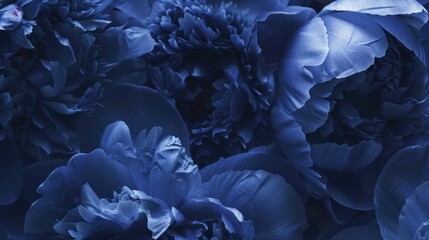 blue flowrs  are shown in the dark background