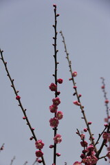 The Charm of Sakura Blooms, Mesmerizing Cherry Blossom Scenes, Harmony in Bloom, Pink Petals