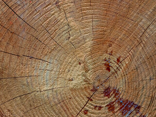 Naklejka premium Baumscheibe