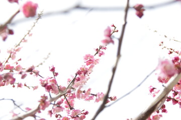 The Charm of Sakura Blooms, Mesmerizing Cherry Blossom Scenes, Harmony in Bloom, Pink Petals
