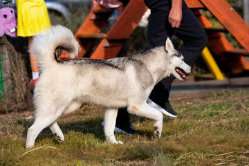 A beautiful husky dog running at a dog show in summer.