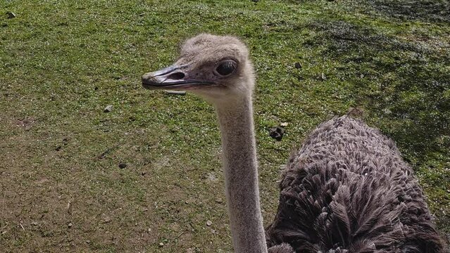 Close up of ostrich head looking around a while standing on a meadow.