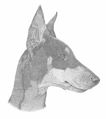 Manchester Terrier Pen and Ink Portrait