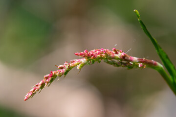 Fototapeta premium Macro shot of red sorrel (rumex acetosella) in bloom