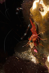 A picture of an Hingebeak Shrimp