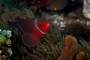 An anemone and it's Clown fish