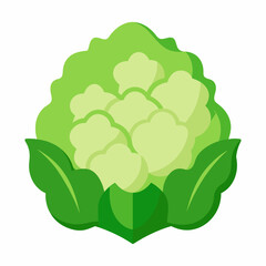 Cauliflower Vector Illustrations Enhance Your Designs 