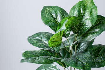Potted Plant With Green Leaves on White Background