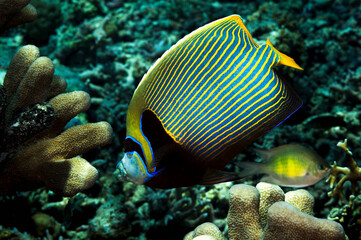 Fototapeta na wymiar A picture of an emperor fish