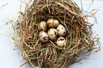 Quail eggs in the nest, top view. Easter concept