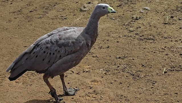 a cape barren goose standing and looking around