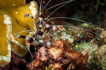 A picture of a banded coral shrimp
