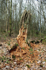 fallen tree in the forest