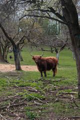 highland cow on a farm