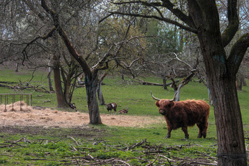 highland cow on a farm