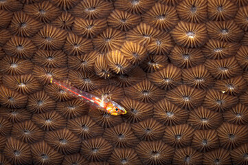 A picture of a slender sponge goby