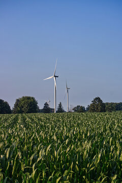 Harvesting wind power and corn in rural Ontario , Lucknow, ON, Canada